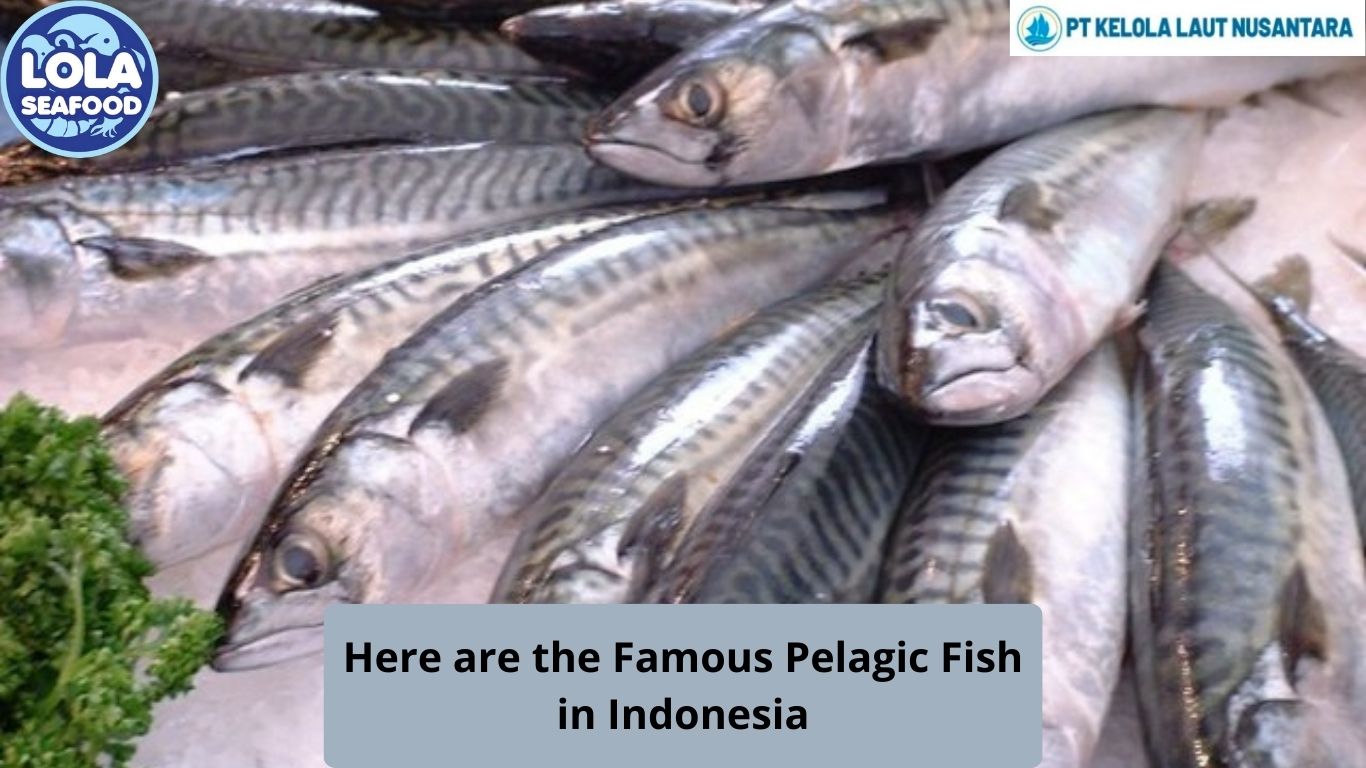 Here are the Famous Pelagic Fish in Indonesia